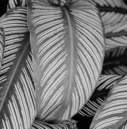 The Risk of Living Longer